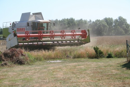 Combine harvester mowing down rape